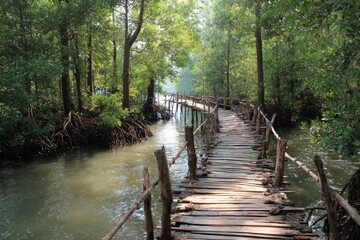 Timber bridge amid mangroves