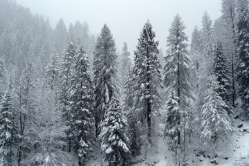 Obraz premium Trees blanketed in snow