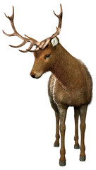 3D Rendering Male Deer on White