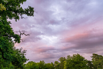 Soft pink sunset sky above tree tops in silhouette. Peaceful natural background with copy space,...