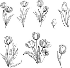 set of vector tulips. Minimalistic one line tulip flowers set. Elegant botanical vector illustration in modern continuous line art style.
