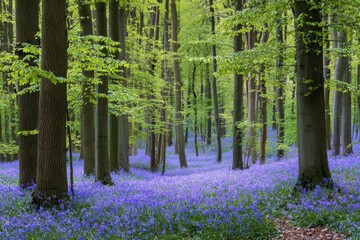 Vertical view of bluebell forest in spring