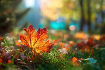 Vibrant autumn foliage on a grassy field Sunny fall day with fallen leaves