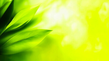 Tree Branch Green Leaves And Sun Copy Space