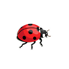 Fototapeta premium Realistic vector of a ladybug on white background. Suitable for insect biology, springtime designs, eco visuals, and educational nature illustrations