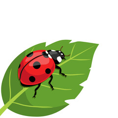 illustration of a ladybug standing on a green leaf. Perfect for nature-themed designs, biology materials, insects, and garden or eco-friendly visuals © Tricreative Project