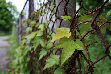 vining weeds on the fence