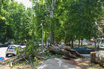 An uprooted tree fallen on a road and on a car in the aftermath of a thunderstorm with strong winds...