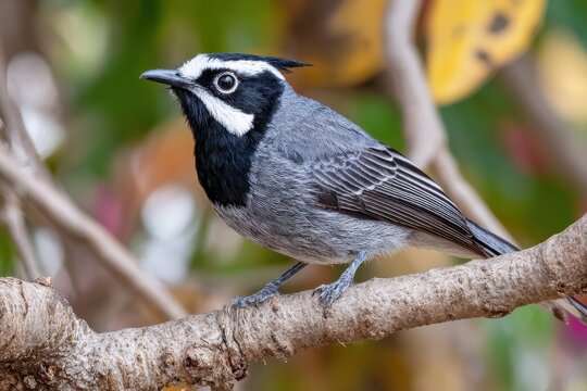 White eared monarch in northern Queensland Australia