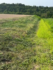 rice field in thailand