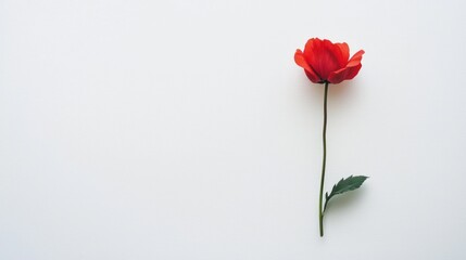 A single red poppy flower on a white background.