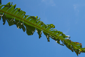 palama di banano su cielo blu