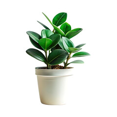 Vibrant green ficus elastica plant in a white pot isolated on transparent background