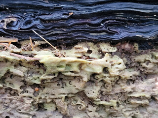  Baum  — Schoenheit im Sterben 2   quer