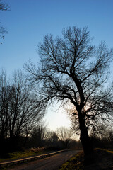 Bare tree at the edge of the path, on winter day