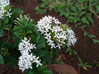 White Ixora coccinea flower plant in the garden, Asoka putih