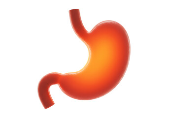 Bright Orange Human Stomach 3D Anatomical Render on Transparent Background for Medical Educational Use