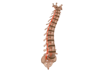 Detailed 3D Anatomical Model of Spinal Column with Vertebrae Nerves and Intervertebral Discs against Transparent Background