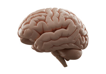 Detailed 3D Render of Human Brain Anatomy on Transparent Background For Medical Education Purposes