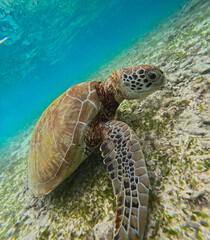 sea turtle swimming