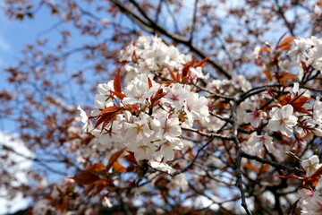 Japanische Bergkirsche, Prunus jamasakura, Cerasus jamasakura, Kirschblüte, Sakura, weiß, pink,...