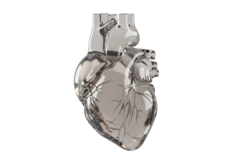 Detailed 3D Silver Anatomical Heart Render Isolated On Transparent Background For Medical Education