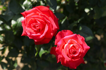Red roses in full bloom - Japanese rose garden