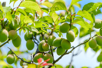青空の下で実る青梅の果実