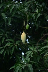 GREEN MANGO ON TREE