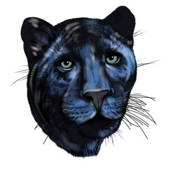 Black Panther On White Ground