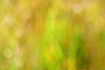 Background of autumnal colors of blurred leaves