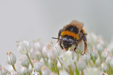 large garden bumblebee on leek flower