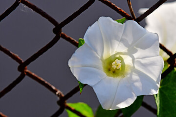 hedge-bindweed on a fence with white flower in backlit