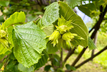 Hazelnuts closeup during ripening period. Green nuts in summer garden.