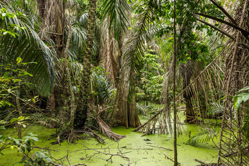 Mangrove forests of Nigeria's South-West coastline . Shot in Lekki, Lagos, Nigeria.