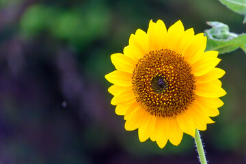 暗い背景に映える鮮やかなひまわりの花