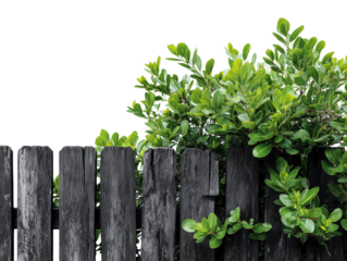 A weathered black fence, standing resolute, frames a vibrant display of lush, verdant leaves and foliage