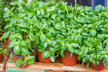 Vibrant green basil seedlings thrive in a terracotta pot, showcasing new life and growth. High quality photo