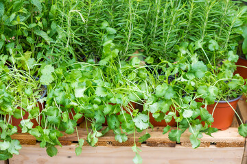 Fresh herbs in pots on a display near a store. Parsley, basil, rosemary, thyme, Moroccan mint and coriander (cilantro). High-quality photo