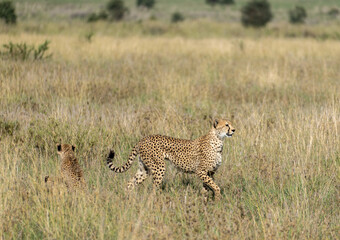 A captivating Cheetah and its adorable Cub in the stunning African Savannah wilderness Serengeti Tansania Africa