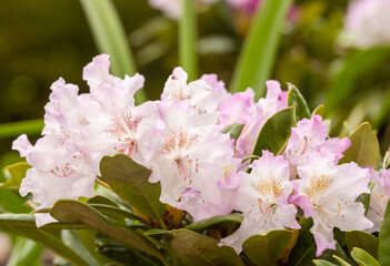 Beautiful pink rhododendron (alpenrose) grows in the park in Finland. Rhododendron is one of the...