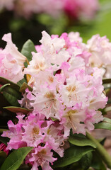 Beautiful pink rhododendron (alpenrose) grows in the park in Finland. Rhododendron is one of the largest genera of flowering plants blooming of white, pink, purple, yellow, and even red.