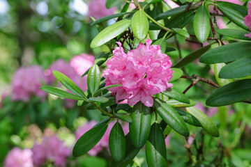 Beautiful pink rhododendron (alpenrose) grows in the park in Finland. Rhododendron is one of the...