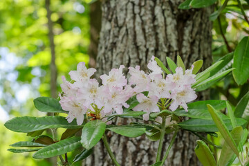 Beautiful rhododendron grows in the park in Finland. Rhododendron is one of the largest genera of...