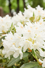 Beautiful white rhododendron (alpenrose) grows in the park in Finland. Rhododendron is one of the largest genera of flowering plants blooming of white, pink, purple, yellow, and even red.