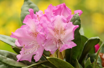 Beautiful pink rhododendron (alpenrose) grows in the park in Finland. Rhododendron is one of the...