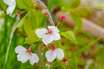春の終わりを告げる散り際の桜の花
