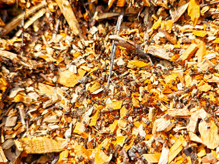 Ants foraging among wood chips in a garden during sunny afternoon hours