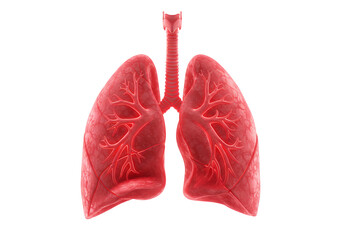 Vibrant Red Human Lungs Illustration Against Black Background for Medical Study