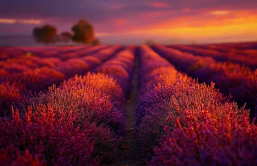 Fototapete Lavender fields at sunset, creating an enchanting and vibrant landscape © mehroo